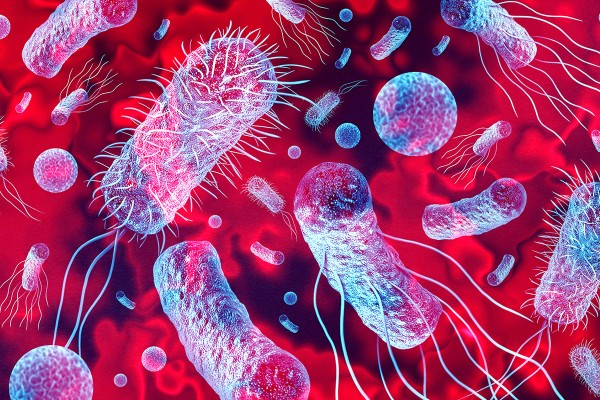 The 10 Most Common Bacteria in Everyday Environments