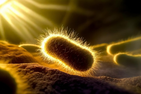 What is E. coli? 10 Things You Need to Know