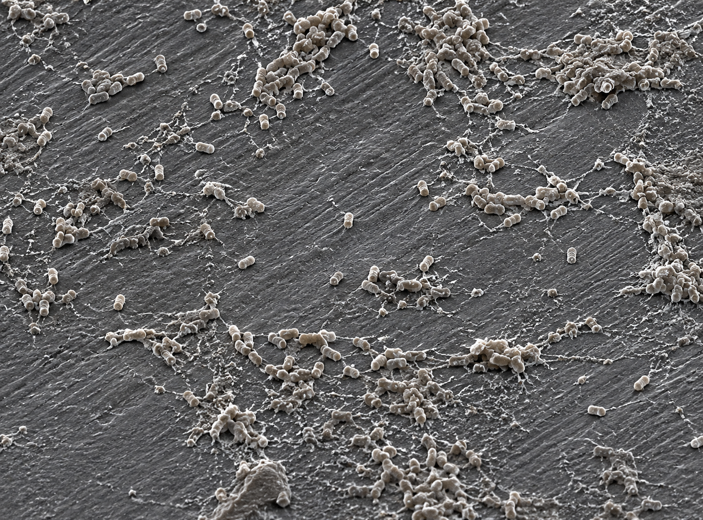 Biofilm on Plastic
