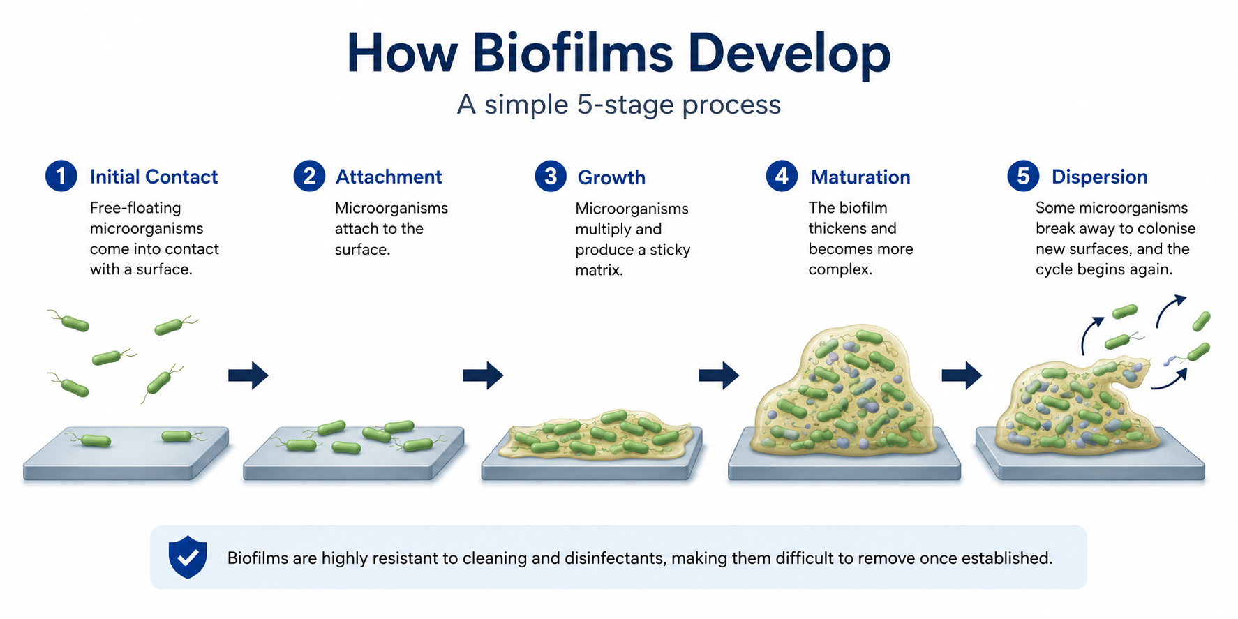 How Biofilms Develop