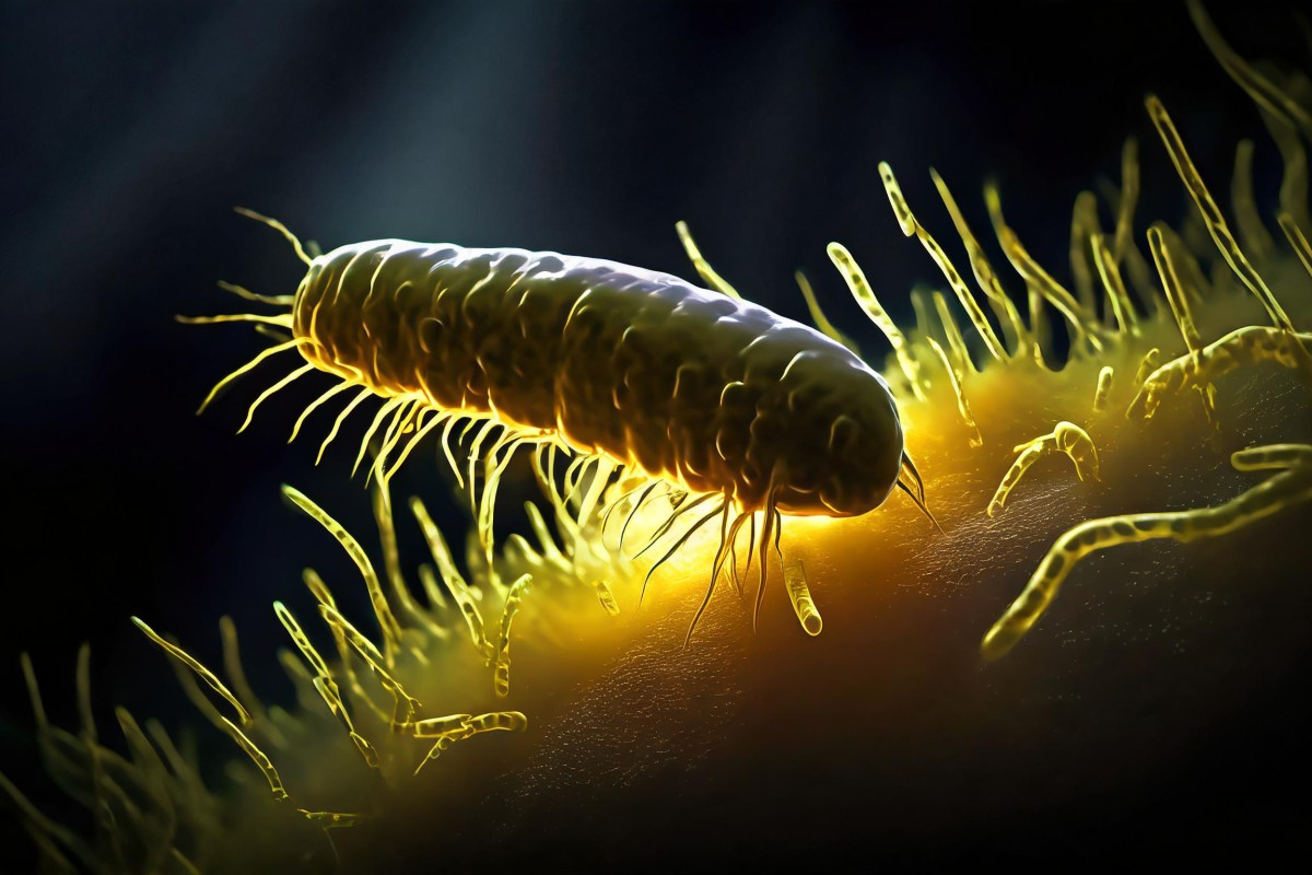 What is Salmonella? 10 Things You Need to Know