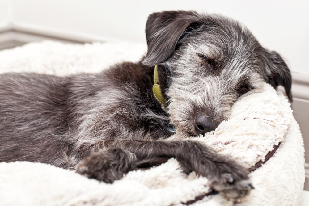 terrier-dog-sleeping-on-dog-bed-2023-11-27-05-02-39-utc.jpg