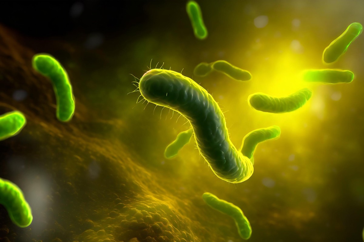 What is Campylobacter? 10 Things You Need to Know